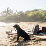 Dog healthypets vacation ideas