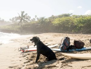 Dog healthypets vacation ideas