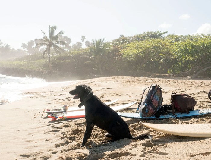 Dog healthypets vacation ideas